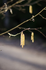 Birch tree during springtime