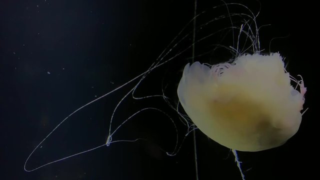 Jellyfish - Cyanea Capillata - at Kamon Aquarium, Japan.