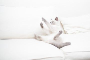 Fototapeta na wymiar Funny british kitten playing on a couch