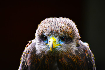 lanner falcon portrait