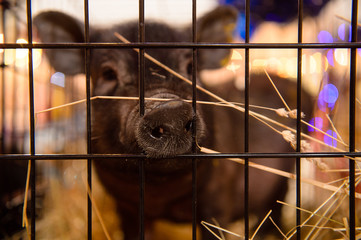 Pig in a cage