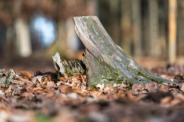 Baumstumpf