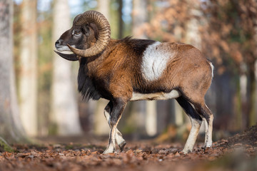 Fototapete bei efototapeten.de bestellen   