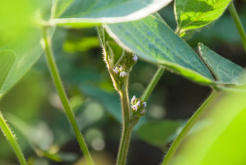Flowers on soy plant. Young flowering soybean plants on the field.