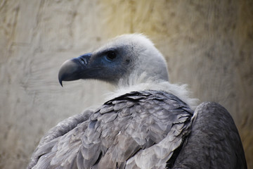 vulture