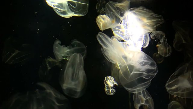 Jellyfish - Bolinopsis sp. - Phacellophora Chamtschatica - at Kamon Aquarium, Japan.