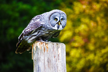 great gray owl perched on wooden post