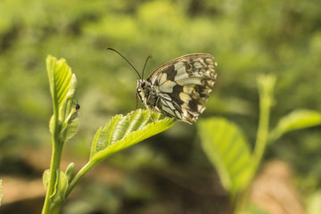 butterfly on a flower