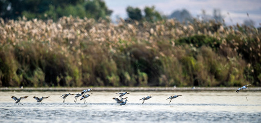 Birds in flight. Flock of Avocets  flies above the water's surface. The pied avocet (Recurvirostra avosetta).