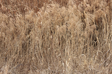 Fototapeta premium 갈대