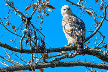 Young changeable hawk-eagle or crested hawk-eagle (Nisaetus cirrhatus) in Jim Corbett National Park, India