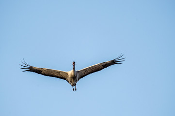 Bird in flight. A silhouette of crane in flight at Sky background. Front view. Eurasian crane or  Common Crane, Grus grus or Grus Communis.
