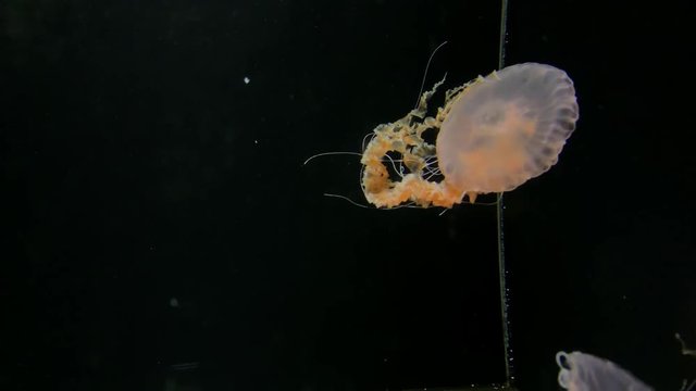 Jellyfish - Chrysaora Achlyos - at Kamon Aquarium, Japan.