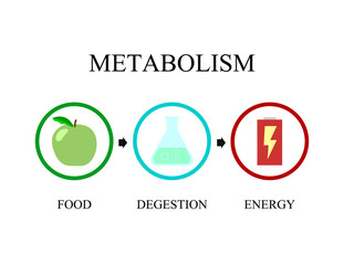 Simple illustration of metabolism notion. Transformation from food to energy. Metabolism vector - obrazy, fototapety, plakaty