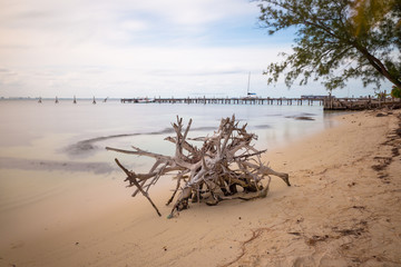 Fototapeta na wymiar driftwood on mexico beach