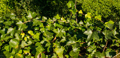 Ivy grows in park guell