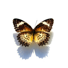 beautiful butterflies in the white background