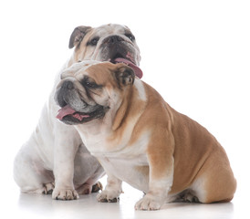 Obraz premium male and female bulldog puppies