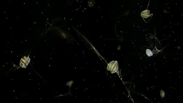 Jellyfish - Mertensia Ovum - Kamon Aquarium, Japan.