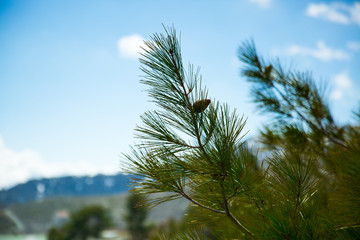 branch of spruce in the mountains of Cyprus