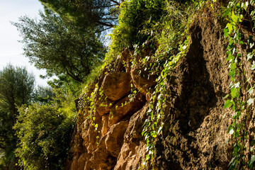 Ivy grows in park guell