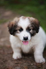 Adorable puppy lying on the green grass in the garden