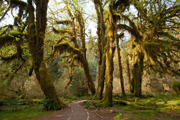 Obraz premium path in the forest