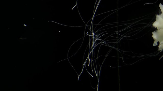 Jellyfish - Cyanea Capillata - at Kamon Aquarium, Japan.