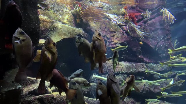 Jellyfish - Group of fish in a vertical position with tilt up-down camera movement. Fish at Kamon Aquarium, Japan.
