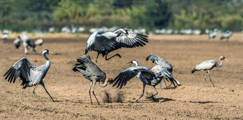 Dancing Cranes in arable field.  Common Crane or Eurasian crane, Scientific name: Grus grus, Grus communis.