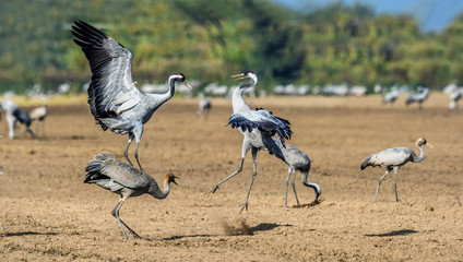 Dancing Cranes in arable field.  Common Crane or Eurasian crane, Scientific name: Grus grus, Grus communis.