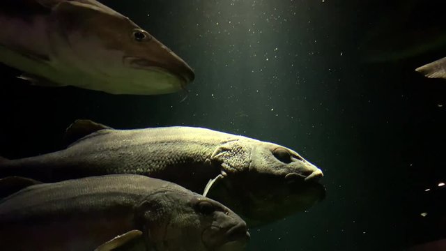 Stereolepis doederieini- Big fish, Striped jewfish at Kamon Aquarium, Japan.