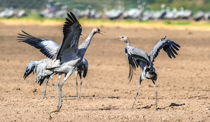Dancing Cranes in arable field.  Common Crane or Eurasian crane, Scientific name: Grus grus, Grus communis.