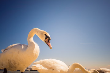 Swans walking on beach © anetlanda