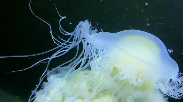 Jellyfish - Phacellophora Chamtschatica - at Kamon Aquarium, Japan.