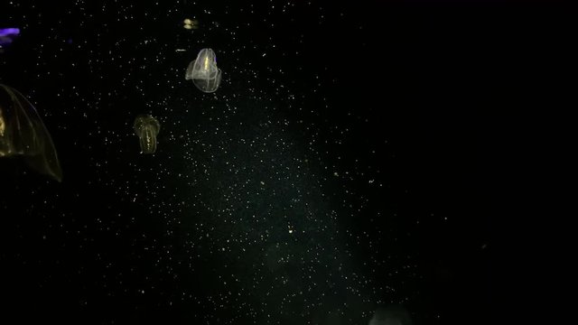 Jellyfish - Bolinopsis sp. - Phacellophora Chamtschatica - Transparent jellyfish floating in the water at Kamon Aquarium, Japan.