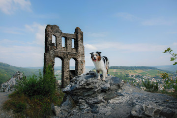 the dog at the ruins of the castle. Travelling with a pet