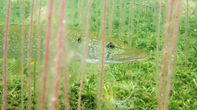 Pike staying still between water lobelia stems in lake