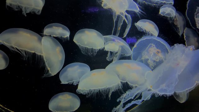 Jellyfish - Aurelia Laboata - at Kamon Aquarium, Japan.