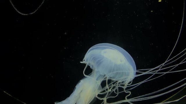 Jellyfish - Sanderia Marayensis - White jellyfish with long tentacles at Kamon Aquarium, Japan.