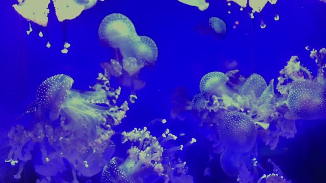 Jellyfish - Phyllorhiza Punctata - at Kamon Aquarium, Japan.