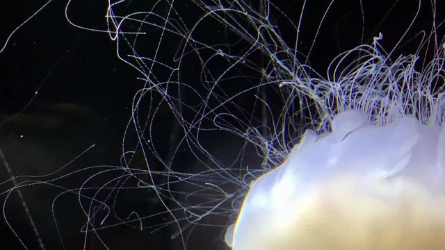 Jellyfish - Cyanea Nozakii - at Kamon Aquarium, Japan.