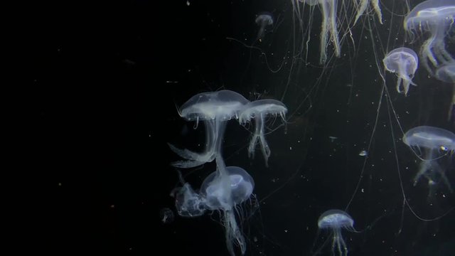 Jellyfish - Parumbrosa Polylobata - at Kamon Aquarium, Japan.