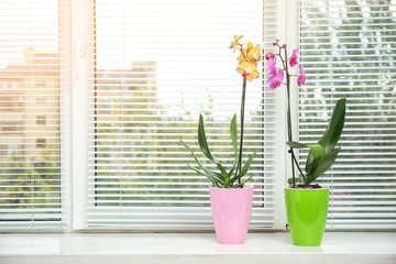 Beautiful tropical orchid flowers in pots on windowsill. Space for text