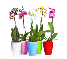 Fototapeta na wymiar Beautiful tropical orchid flowers in pots on white background