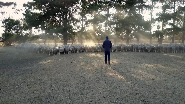 In dappled evening sunlight, a farmer and his dog herd a flock of sheep across a dusty field