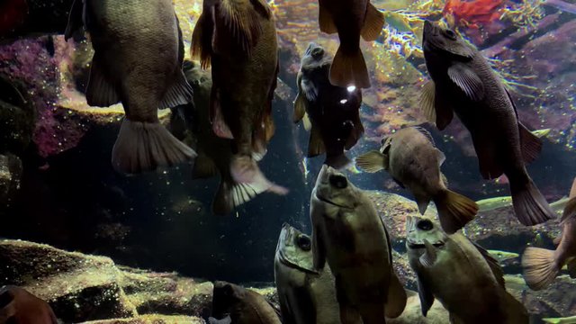 Jellyfish - Group of fish in a vertical position looking up. Fish at Kamon Aquarium, Japan.