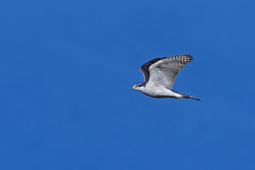 青空バックに悠然と飛ぶハヤブサ
