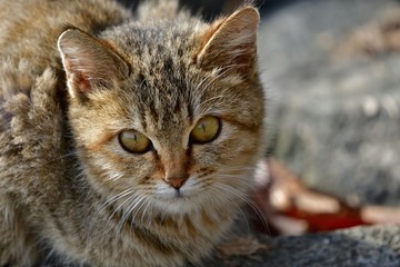 大きな丸い目が可愛い子猫