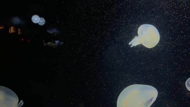 Jellyfish - Rhizostoma Pulmo - at Kamon Aquarium, Japan.